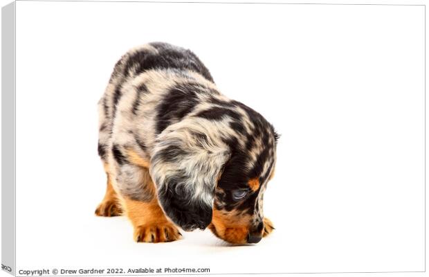 Puppy Dachshund  Canvas Print by Drew Gardner