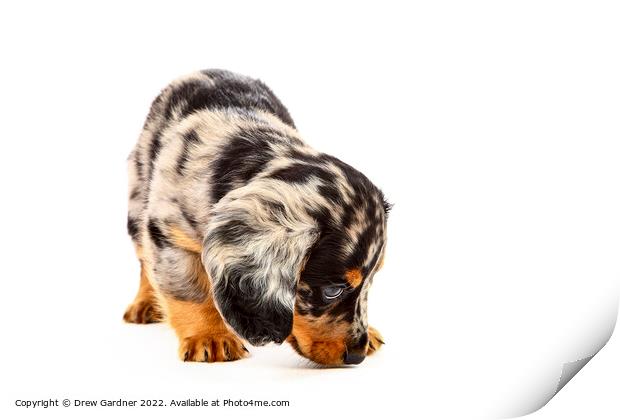 Puppy Dachshund  Print by Drew Gardner