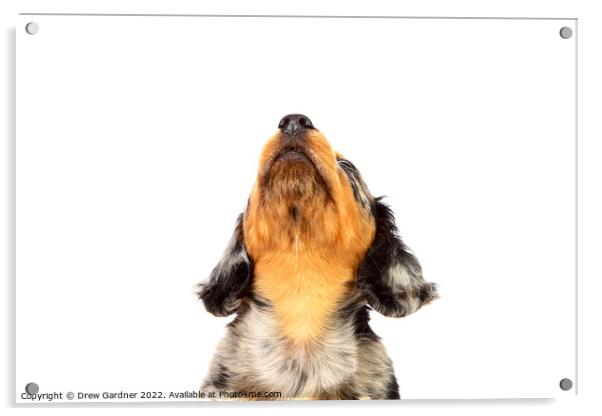 Puppy Dachshund  Acrylic by Drew Gardner