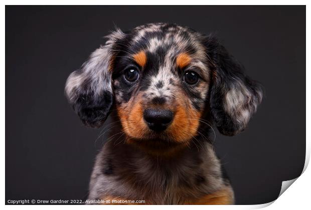 Puppy Dachshund  Print by Drew Gardner