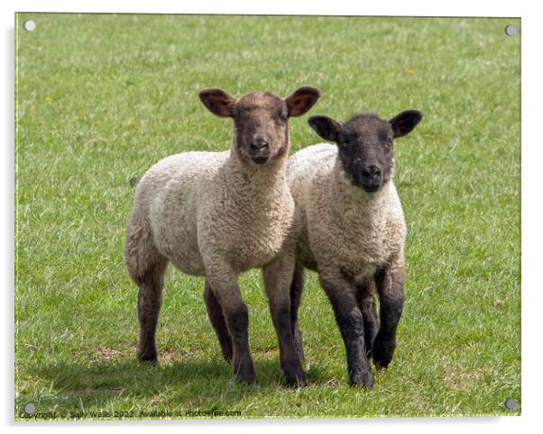 twin lambs Acrylic by Sally Wallis