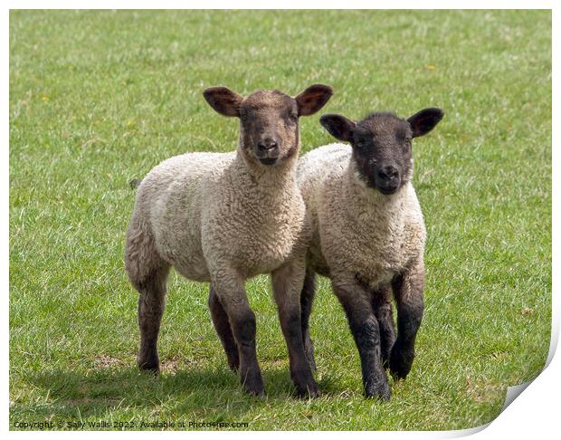 twin lambs Print by Sally Wallis