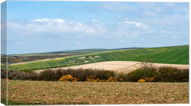 Spring crops on the South Downs Canvas Print by Sally Wallis