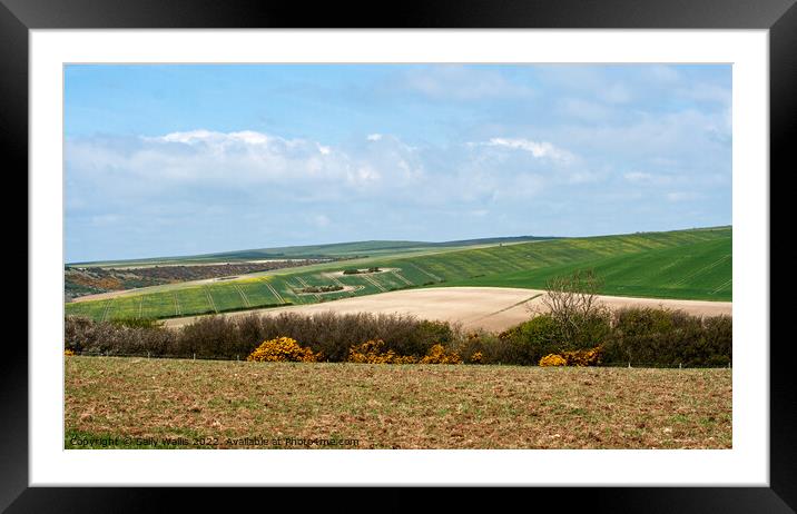 Spring crops on the South Downs Framed Mounted Print by Sally Wallis