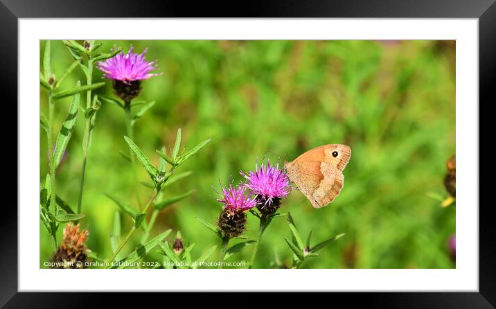 Ringlet Butterfly Framed Mounted Print by Graham Lathbury