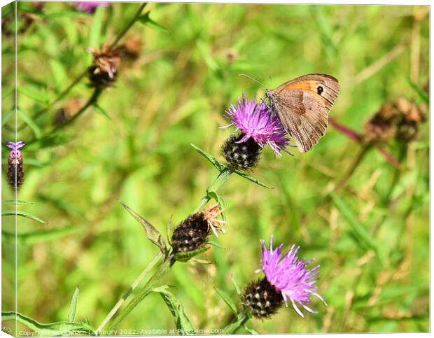 Ringlet Butterfly Canvas Print by Graham Lathbury