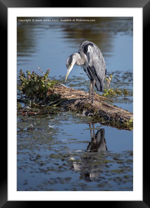 Grey Heron looking intensely waiting for fish to appear Framed Mounted Print by Kevin White