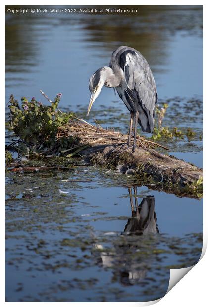 Grey Heron looking intensely waiting for fish to appear Print by Kevin White