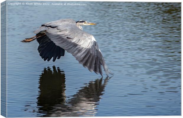 Grey heron skimming across the water Canvas Print by Kevin White