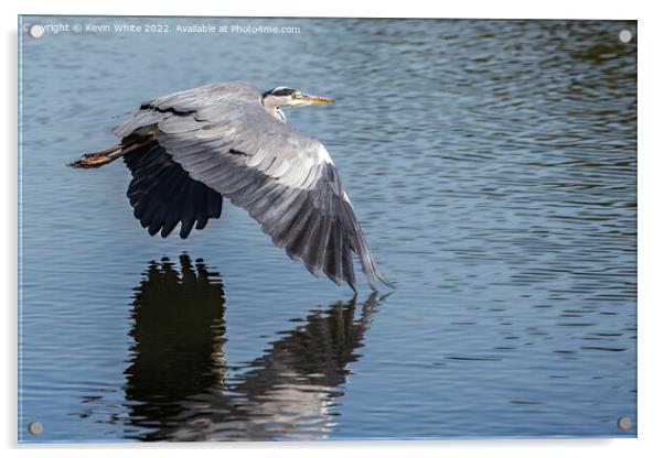 Grey heron skimming across the water Acrylic by Kevin White