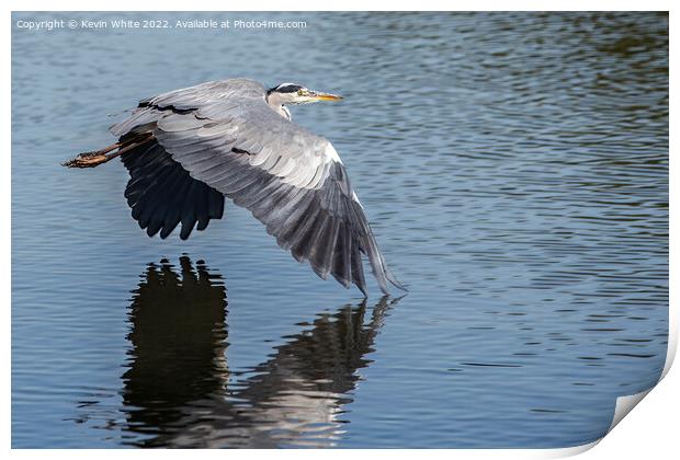 Grey heron skimming across the water Print by Kevin White