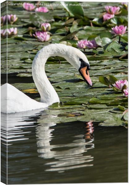 Portrait of a  swan Canvas Print by Kevin White