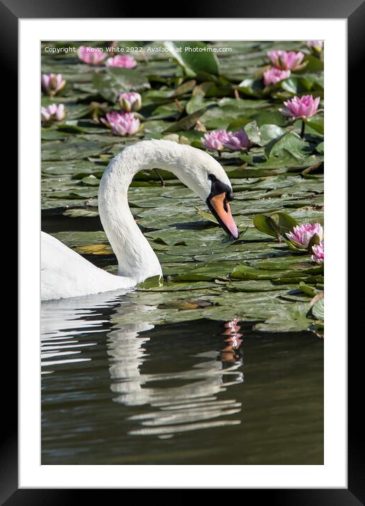 Portrait of a  swan Framed Mounted Print by Kevin White