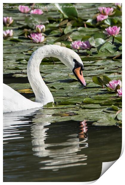 Portrait of a  swan Print by Kevin White