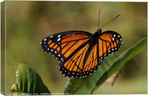 "Vibrant Viceroy: A Captivating Creature" Canvas Print by Ken Oliver