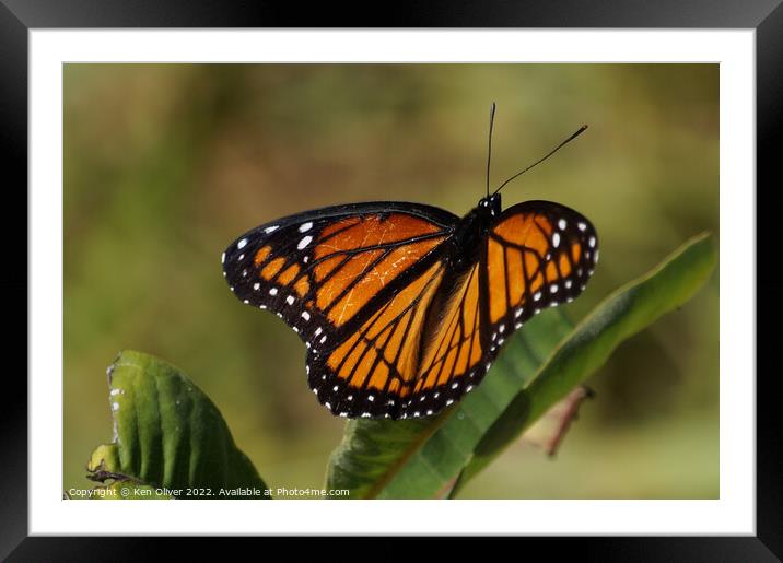 "Vibrant Viceroy: A Captivating Creature" Framed Mounted Print by Ken Oliver