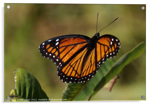 "Vibrant Viceroy: A Captivating Creature" Acrylic by Ken Oliver