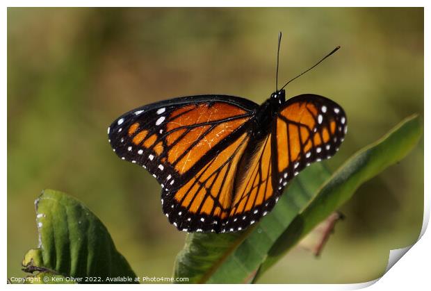 "Vibrant Viceroy: A Captivating Creature" Print by Ken Oliver