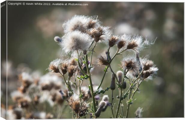 Thistle gone to seed Canvas Print by Kevin White