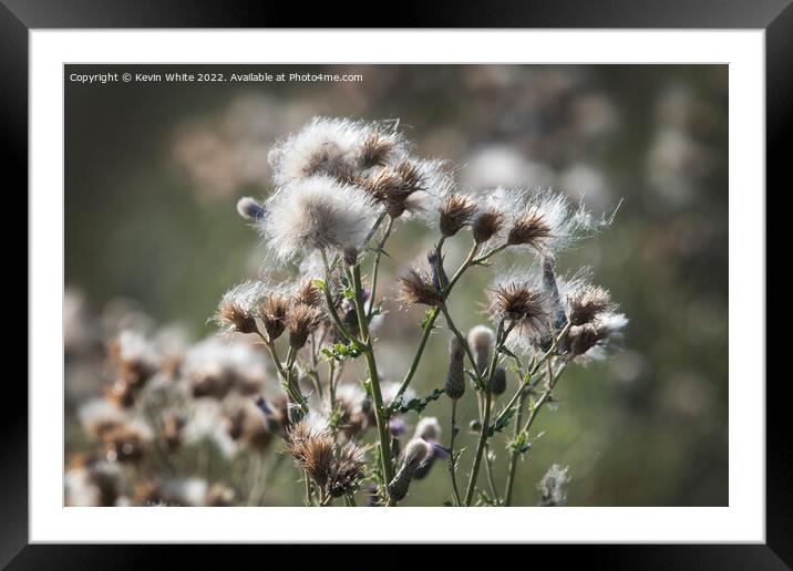 Thistle gone to seed Framed Mounted Print by Kevin White
