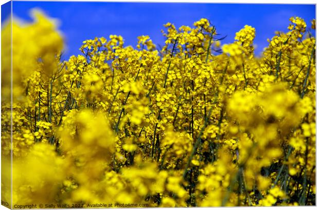 Bright yellow close-up of oilseed rape Canvas Print by Sally Wallis