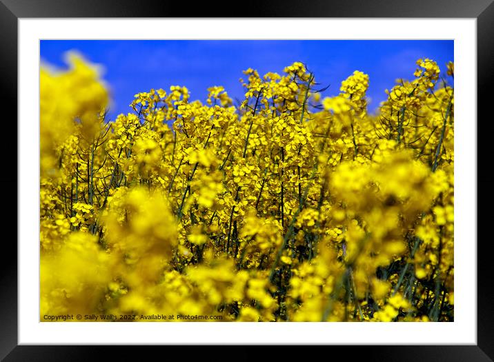Bright yellow close-up of oilseed rape Framed Mounted Print by Sally Wallis