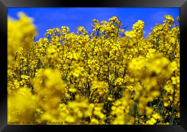 Bright yellow close-up of oilseed rape Framed Print by Sally Wallis