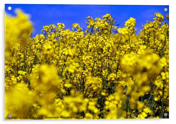 Bright yellow close-up of oilseed rape Acrylic by Sally Wallis
