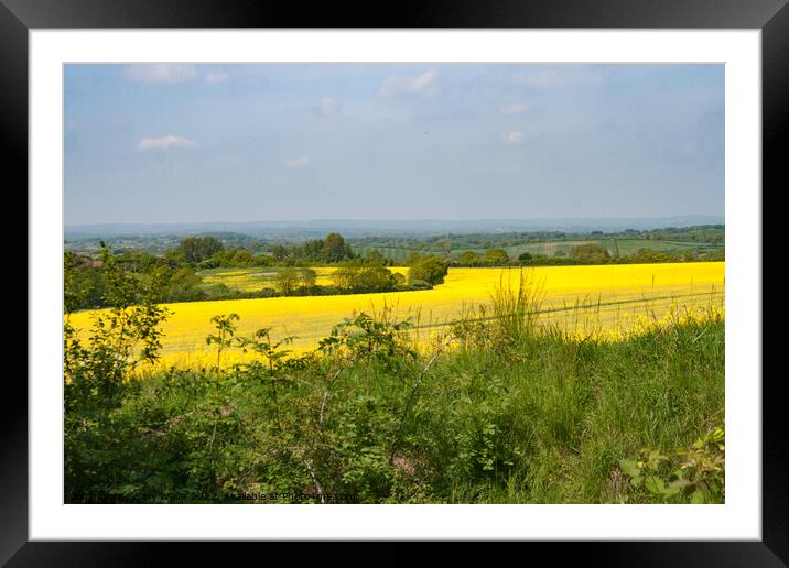 Looking across fields of Bright Yellow crops Framed Mounted Print by Sally Wallis