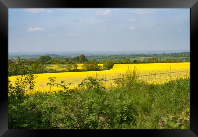 Looking across fields of Bright Yellow crops Framed Print by Sally Wallis