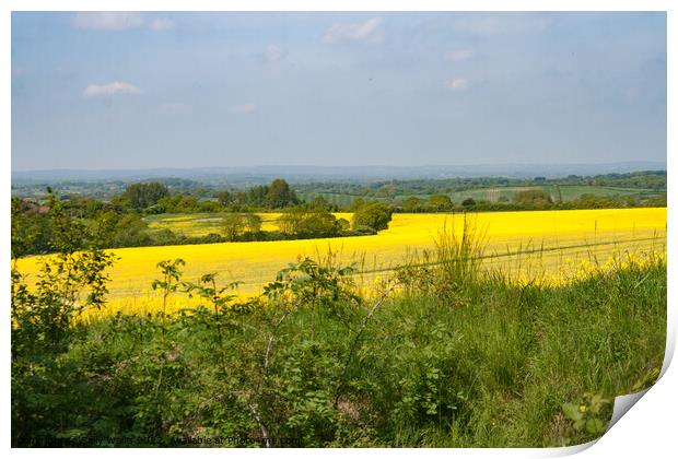 Looking across fields of Bright Yellow crops Print by Sally Wallis