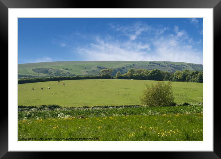 distant cattle grazing on South Downs Framed Mounted Print by Sally Wallis