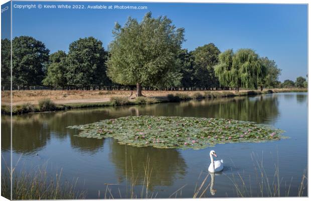 Lone swan swimming along the Lilly Pads Canvas Print by Kevin White