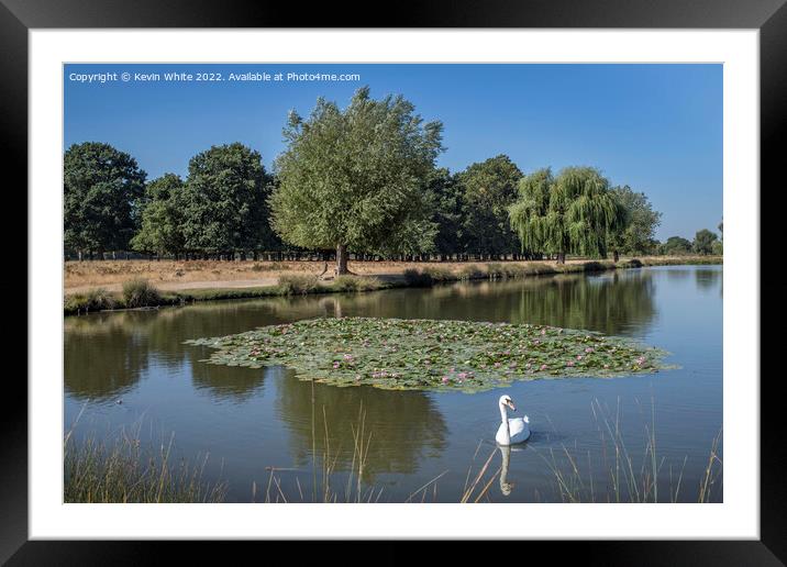 Lone swan swimming along the Lilly Pads Framed Mounted Print by Kevin White