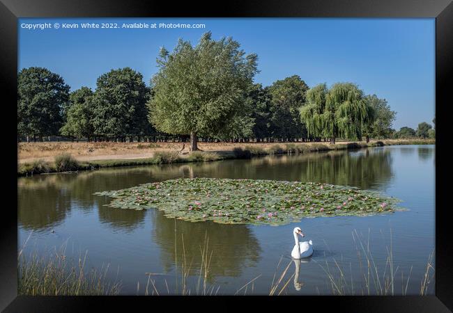 Lone swan swimming along the Lilly Pads Framed Print by Kevin White
