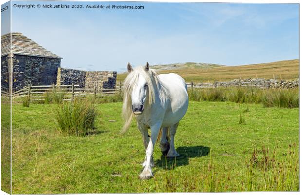 Beautiful White Horse Walking Towards Me  Canvas Print by Nick Jenkins