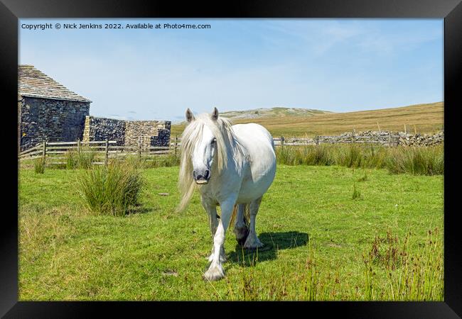 Beautiful White Horse Walking Towards Me  Framed Print by Nick Jenkins