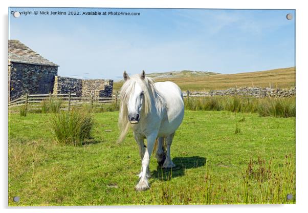 Beautiful White Horse Walking Towards Me  Acrylic by Nick Jenkins