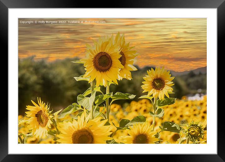 Sunflower Serenade at Sunset Framed Mounted Print by Holly Burgess