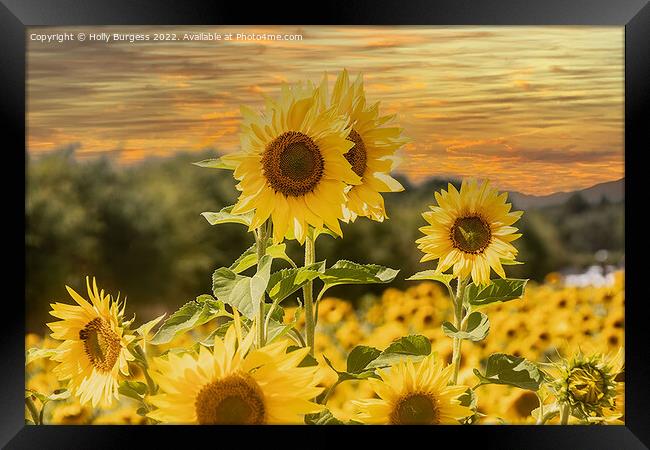 Sunflower Serenade at Sunset Framed Print by Holly Burgess