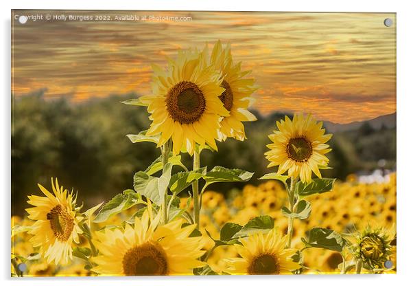 Sunflower Serenade at Sunset Acrylic by Holly Burgess