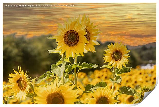 Sunflower Serenade at Sunset Print by Holly Burgess