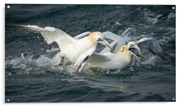 Fighting Gannets Acrylic by Kevin Winter