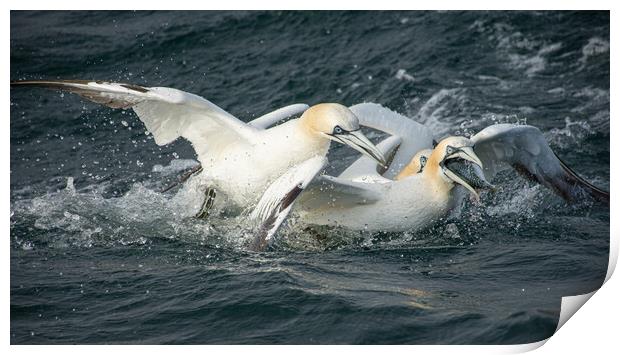 Fighting Gannets Print by Kevin Winter