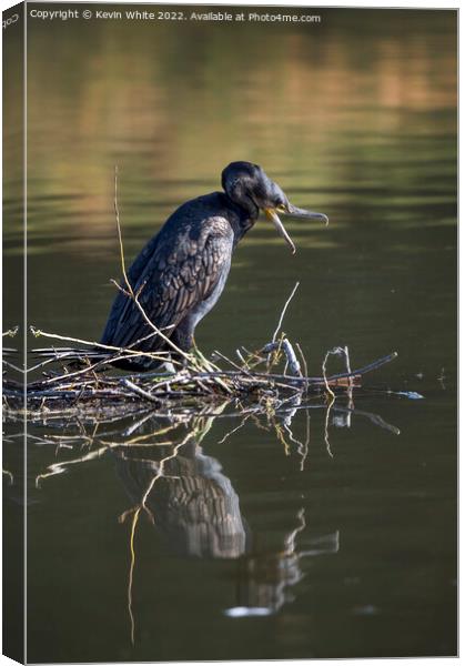 Cormorant ready for attack Canvas Print by Kevin White