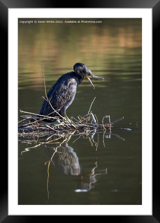 Cormorant ready for attack Framed Mounted Print by Kevin White