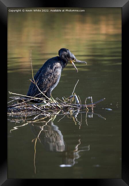 Cormorant ready for attack Framed Print by Kevin White