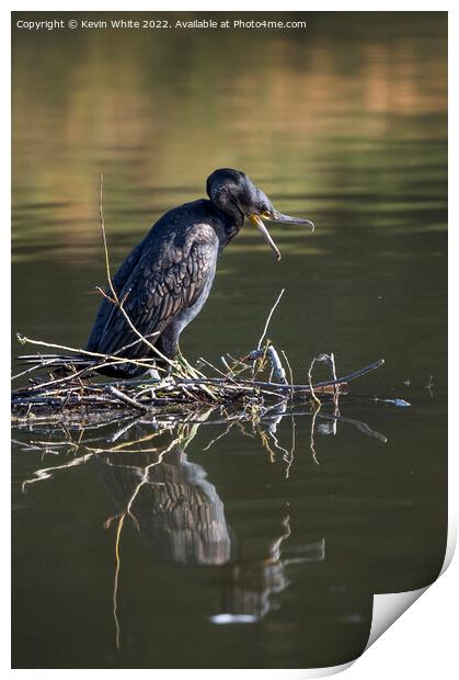 Cormorant ready for attack Print by Kevin White