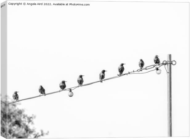 On the Wire.    Canvas Print by Angela Aird