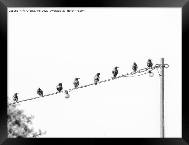 On the Wire.    Framed Print by Angela Aird